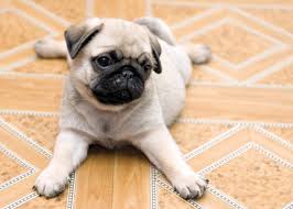 Open your heart to a pug bundle of joy today! Pug