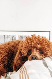 Over 5000+ verified reviews & 65,000+ happy customers. Panic Attack Dog Help