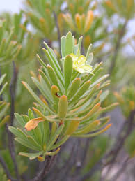 Image result for Surianaceae