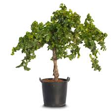 Image result for Vitis vinifera