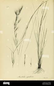 Image result for Aristida congesta