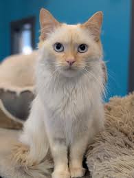 We are SO happy to share with you all some amazing adoption news! ❤️ Our  handsome old boy Stanley, and our big floofer Butch, were a couple of the  lucky ones to