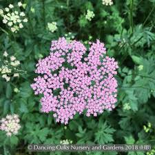 Image result for Pimpinella ledermannii