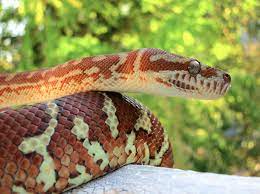 Pin By Ki Dragon On Animals Snakes Animals Reptile Snakes Snake