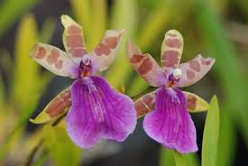 Güney amerika'da yetişen bir bitkidir. Orkide Turleri Nelerdir En Guzel Orkide Ornekleri Muhiku