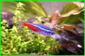 Cara Budidaya Merawat Neon Tetra Membedakan Jantan Dan Betina Mengawinkan Pemijahan Pembiakan Menjaga Memelihara Ikan Neon Tetra D Ikan Binatang Aquascaping
