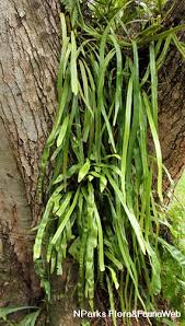 Image result for Pyrrosia rhodesiana