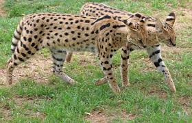 Serval Cats Serval Cats Serval African Serval Cat
