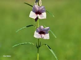 Image result for Sesamum alatum