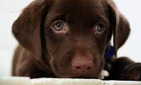 Chocolate lab puppies for sale in maine. Chocolate Lab Backgrounds