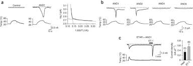 Touka wears a rabbit mask while hunting, earning her the alias rabbit (ラビット, rabitto ). The Calcium Activated Chloride Channel Anoctamin 1 Acts As A Heat Sensor In Nociceptive Neurons Nature Neuroscience