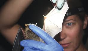 Gone: The race to stop the fungus killing millions of bats