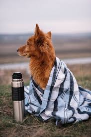 Dog Covered With Blanket Outdoors Paid Sponsored Affiliate Covered Blanket Outdoors Dog In 2020 Dog Cover Dogs Animals