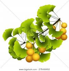 Its height goes up to 120 feet. Ginkgo Biloba Tree Vector Photo Free Trial Bigstock