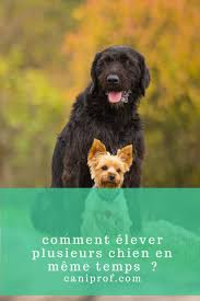 Pin On Adopter Un Chien