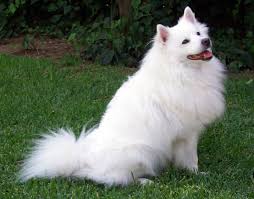 The normal length of the hair is an individual and species specific trait. Your Pet S Skin And Hair Coat Tells You A Lot About Its Health Pitou Minou Et Compagnons