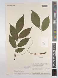 Image result for Ormocarpum