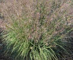 Image result for Sporobolus panicoides