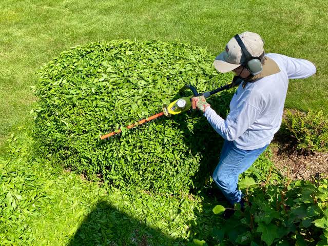 Weeds and moss cleared from a lawn in Lee garden