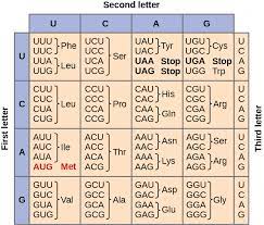 Depending on the order of amino acids also known as the amino acid sequence. The Genetic Code Mhcc Biology 112 Biology For Health Professions