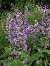 Image result for Salvia sclarea
