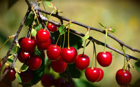 The tree is a hardwood and the. How To Protect Cherry Trees From Birds Avian Control