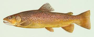 brown trout wikipedia