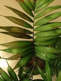 Small seedlings are frequently sold as terrarium plants and may take years to outgrow their allotted space. Parlor Palm Leaves Turning Brown Gardening Landscaping Stack Exchange