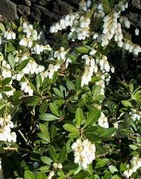 This gardenia can be planted in the landscape as an accent, specimen, medium hedge or foundation and should be planted close to walkways or outdoor living areas to enjoy its sweet aroma. Drooping Leucothoe Low Evergreen Shrub Shade Fragrant White Flowers In Spring White Flowering Shrubs Broadleaf Evergreen Flowering Shrubs