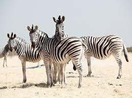 Maybe you would like to learn more about one of these? Best Collective Nouns For African Animals Africa Tours Budget Safaris Packages African Overland Tours