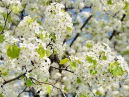 Ornamental pear trees grow between 32 and 40 ft. Caring For Bradford Pear Trees