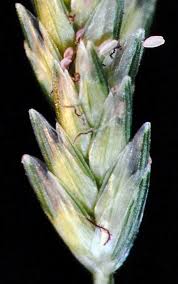 Image result for Eleusine