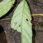 Image result for Bertiera aethiopica