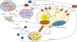 Adipose tissue is found in mammals in two different forms. Adipose Tissue Browning In Mice And Humans In Journal Of Endocrinology Volume 241 Issue 3 2019
