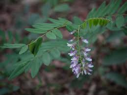 Image result for Sophora velutina