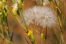 Image result for Senecio sp.no.1