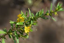 Image result for Heimia salicifolia