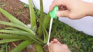 Es lidah buaya, an indonesian aloe vera iced drink. How To Plant Aloe Vera With Pictures Wikihow