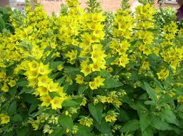 Image result for Lysimachia angustiloba