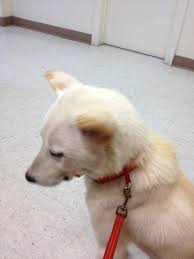 Blue cross animal hospital strives to offer excellence in veterinary care to greenwich and surrounding areas. Blue Cross Pet Hospital 162 Recommendations Carmichael Ca