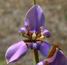 Image result for Indigofera roseo-caerulea