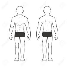 Athletic Male Body Chart Muscular Man Silhouette From Front