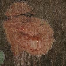 Image result for Strombosiopsis tetrandra