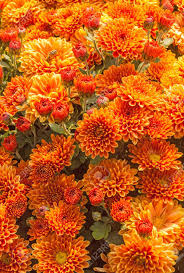 American lung association's lung force unites women and their loved ones across the country to stand together for lung health and against lung cancer. Chrysanthemum X Koreanum Synonymous Chrysanthemum X Hortorum Bailey Chrysanthemum Garden Butter Bun Of The National Botanic Stock Photo Picture And Royalty Free Image Image 133207246