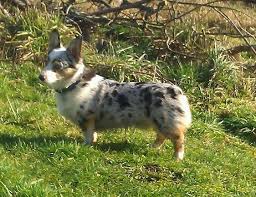 Find all breeds of puppies for sale and dogs for adoption near you in chicago, joliet, springfield, peoria or illinois. Pembroke Welsh Corgi Dogs For Adoption Near Sacramento California Usa Page 1 10 Per Page Puppufinder Com Corgi Breeds Cowboy Corgi Dog Breed Photos