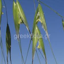 Image result for Avena byzantina