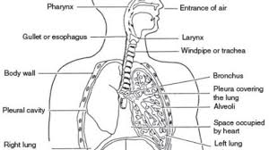 Respiratory System Not Labeled Black And White Respiratory