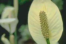 Peace Lily Aspca