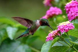 Hummingbirds are Sprites of Good Luck — MJ Independent