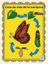 Pin De Aracelis Info En Proyecto Las Mariposas Ciclo De Vida De La Mariposa Ciclos De Vida Ciclo De Vida Animales